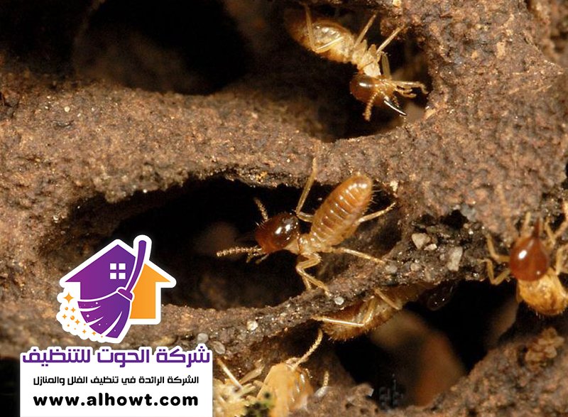 شركة مكافحة الرمة في الشارقة