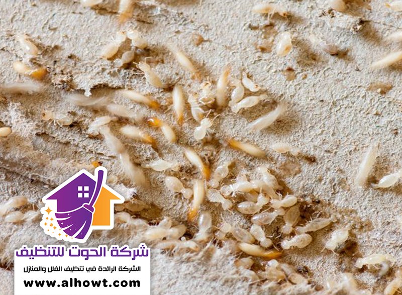 شركة مكافحة الرمة في الشارقة