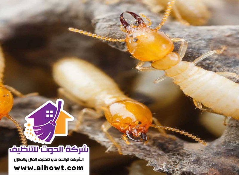 شركة مكافحة الرمة في ابوظبي