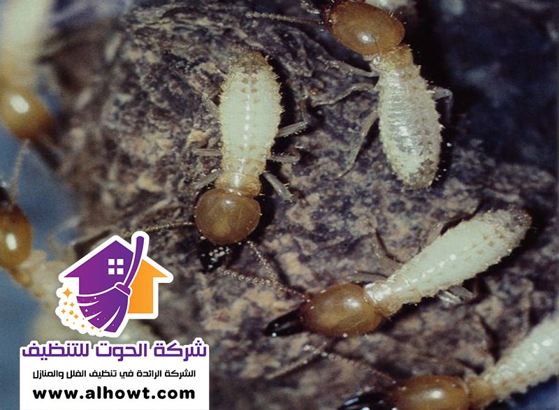 شركة مكافحة الرمة في الشارقة شركة مكافحة الرمة في الشارقة