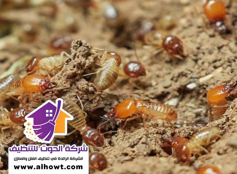 شركة مكافحة الرمة في ابوظبي شركة مكافحة الرمة في ابوظبي