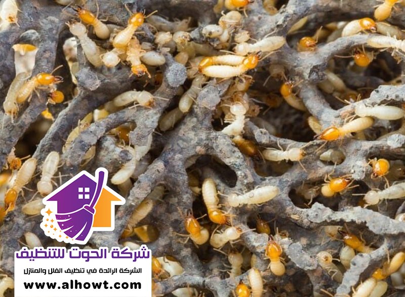 شركة مكافحة الرمة في الشارقة شركة مكافحة الرمة في الشارقة