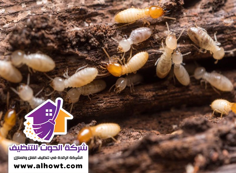 شركة مكافحة الرمة في عجمان