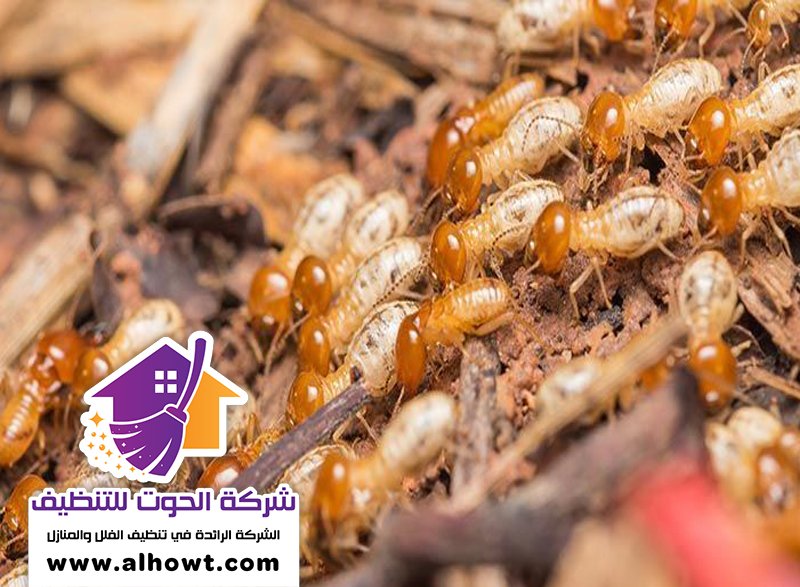 شركة مكافحة الرمة في عجمان شركة مكافحة الرمة في عجمان