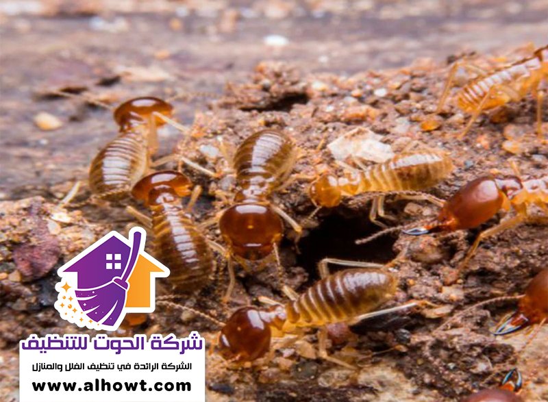 شركة مكافحة الرمة في عجمان