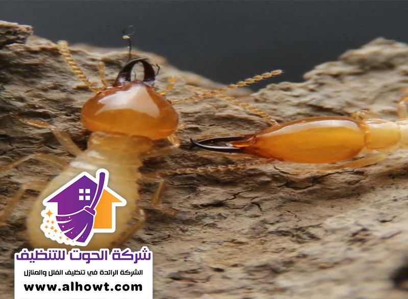 شركة مكافحة الرمة في دبي شركة مكافحة الرمة في دبي