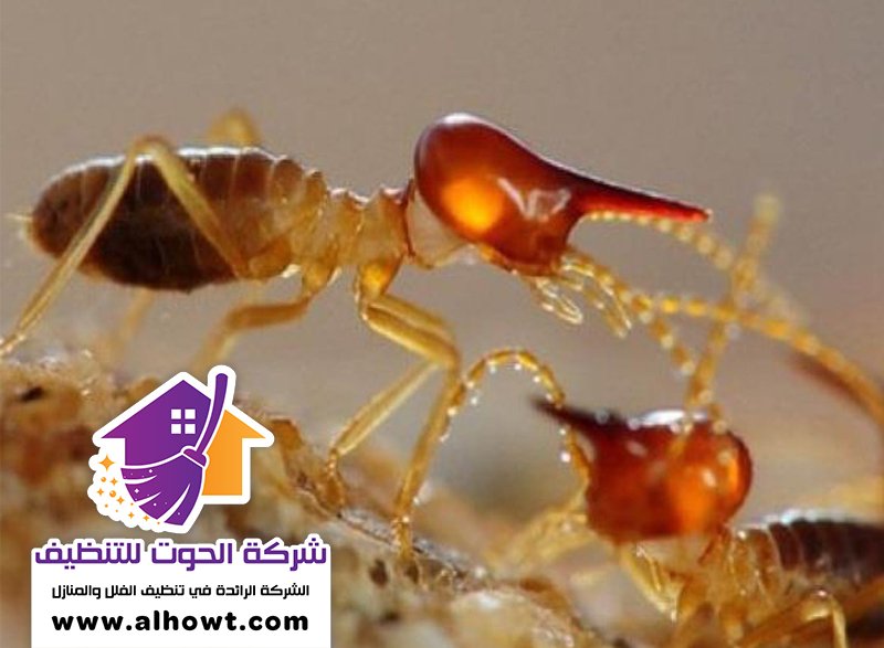 شركة مكافحة الرمة في دبي