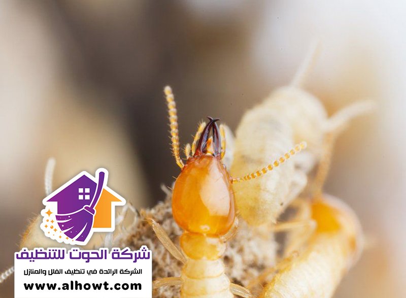 شركة مكافحة الرمة في العين شركة مكافحة الرمة في العين