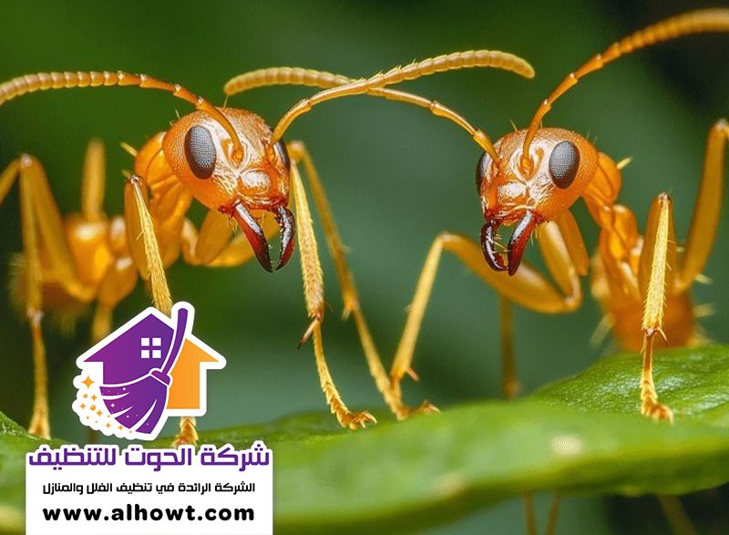 مكافحة الرمة في راس الخيمة