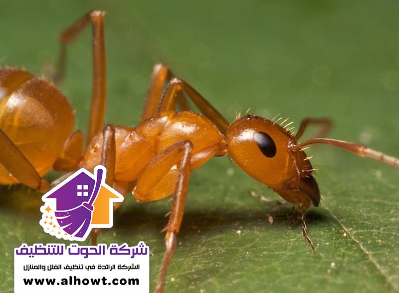 مكافحة الرمة في راس الخيمة مكافحة الرمة في راس الخيمة