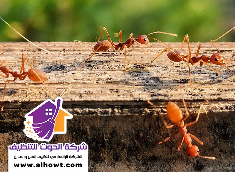 مكافحة الرمة في راس الخيمة مكافحة الرمة في راس الخيمة