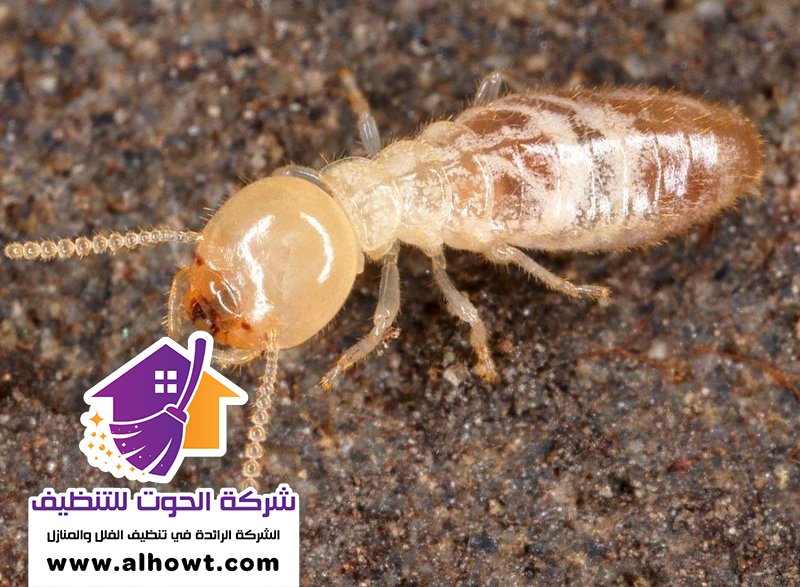 شركة مكافحة الرمة في الفجيرة شركة مكافحة الرمة في الفجيرة
