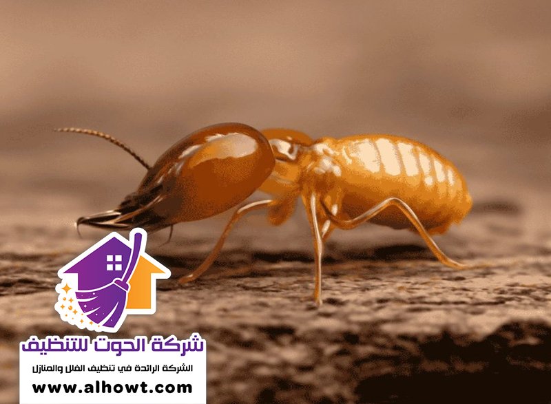 شركة مكافحة الرمة في الفجيرة شركة مكافحة الرمة في الفجيرة