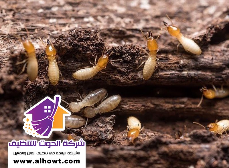 مكافحة الرمة في ام القيوين مكافحة الرمة في ام القيوين