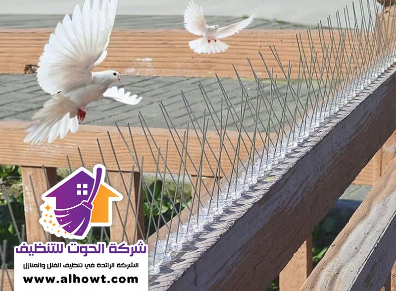 مكافحة الحمام في ابوظبي مكافحة الحمام في ابوظبي