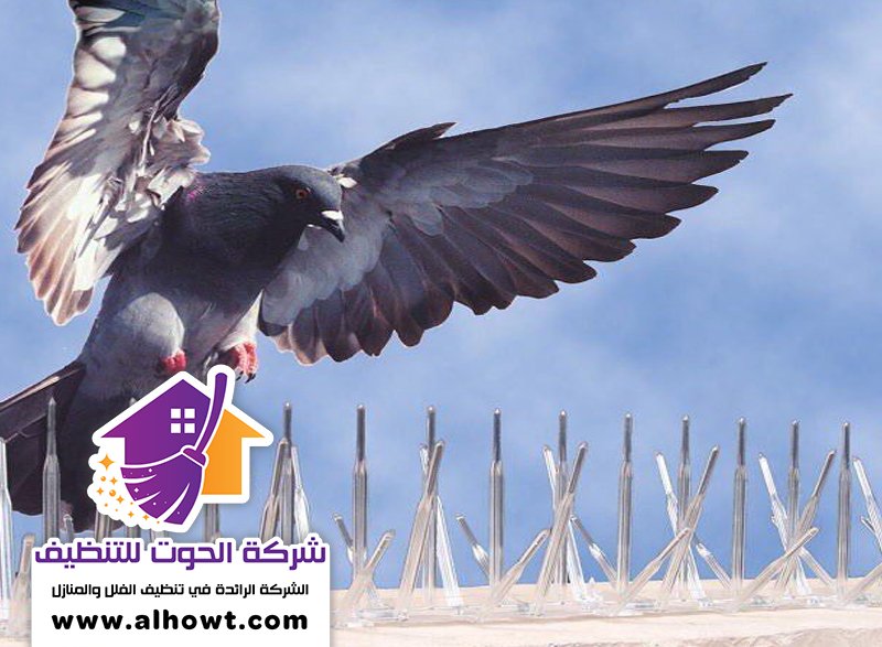 مكافحة الحمام في ابوظبي مكافحة الحمام في ابوظبي