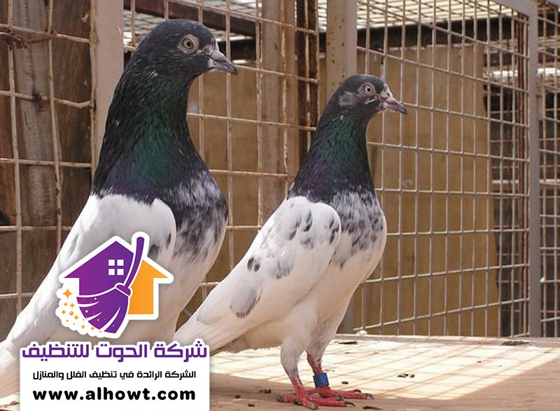 مكافحة الحمام في ام القيوين مكافحة الحمام في ام القيوين