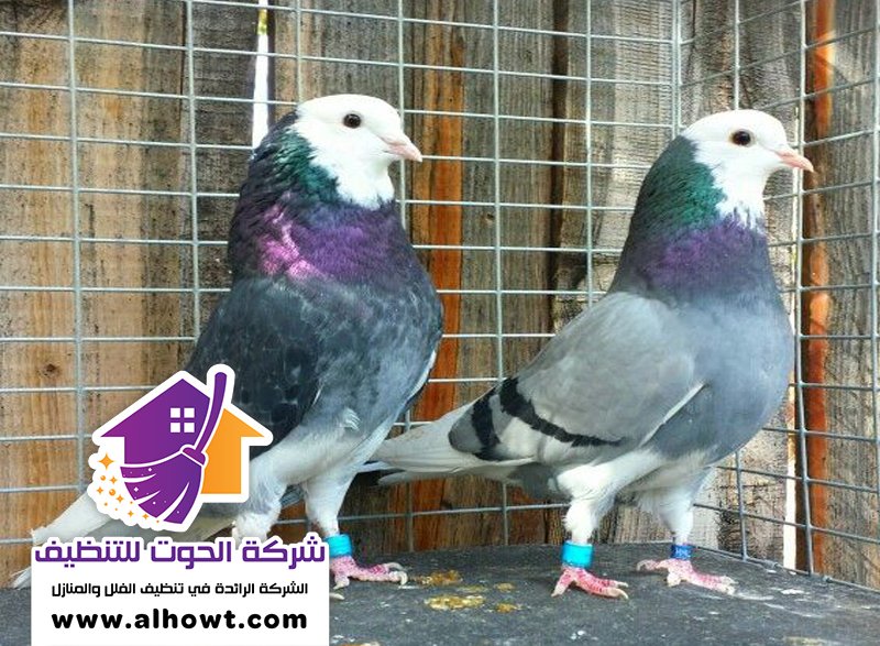 مكافحة الحمام في ام القيوين مكافحة الحمام في ام القيوين