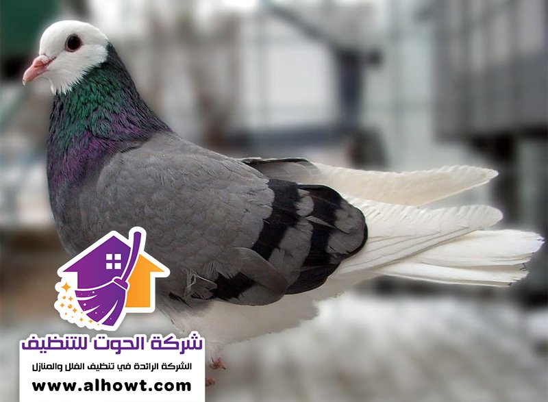 مكافحة الحمام في ام القيوين