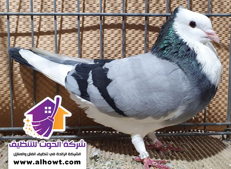 مكافحة الحمام في ام القيوين