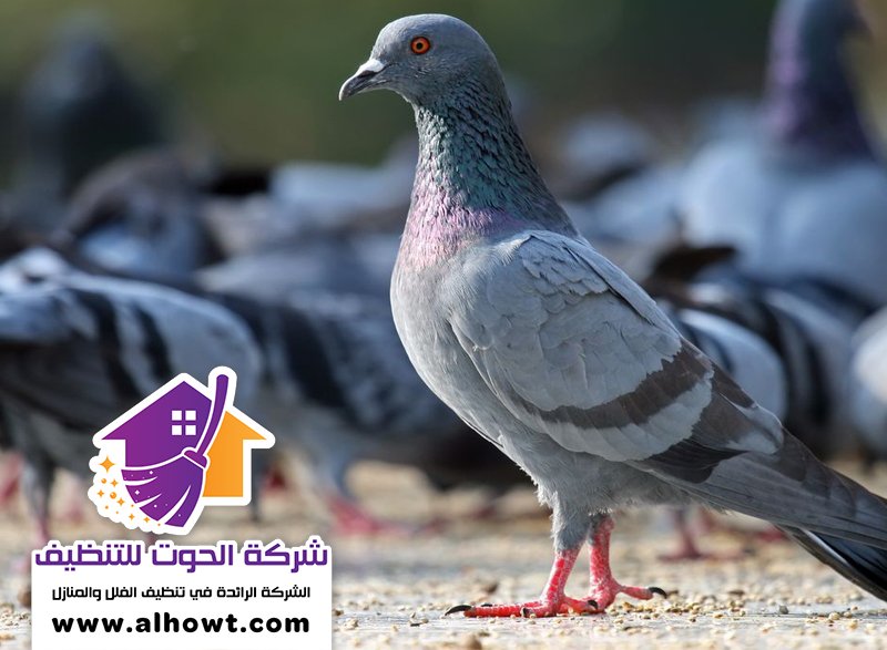 مكافحة الحمام في العين مكافحة الحمام في العين