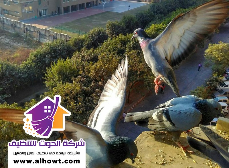 مكافحة الحمام في العين مكافحة الحمام في العين