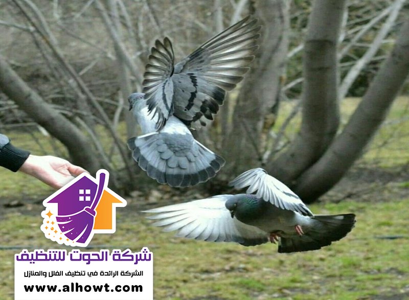 مكافحة الحمام في العين مكافحة الحمام في العين