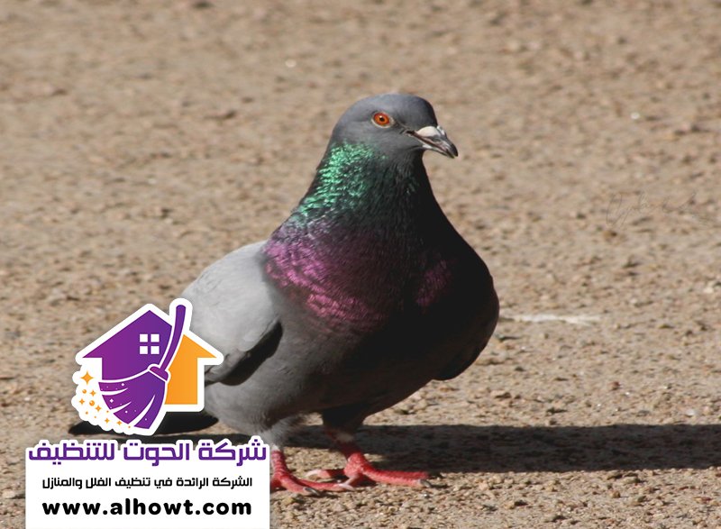 مكافحة الحمام في دبي مكافحة الحمام في دبي