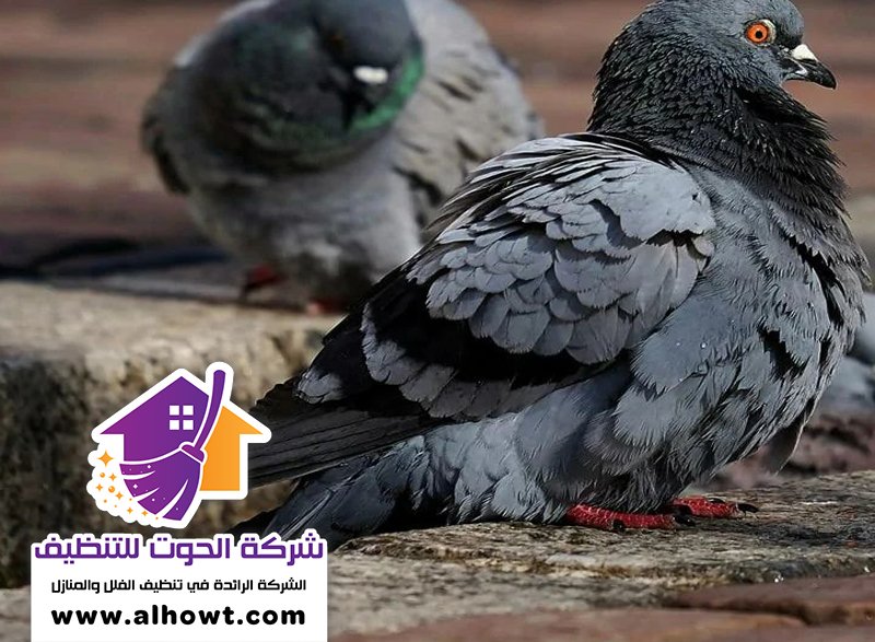 مكافحة الحمام في الفجيرة مكافحة الحمام في الفجيرة