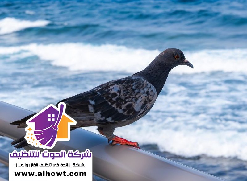 مكافحة الحمام في الفجيرة مكافحة الحمام في الفجيرة