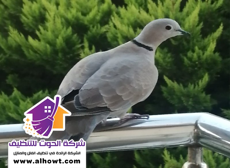 مكافحة الحمام في الفجيرة مكافحة الحمام في الفجيرة