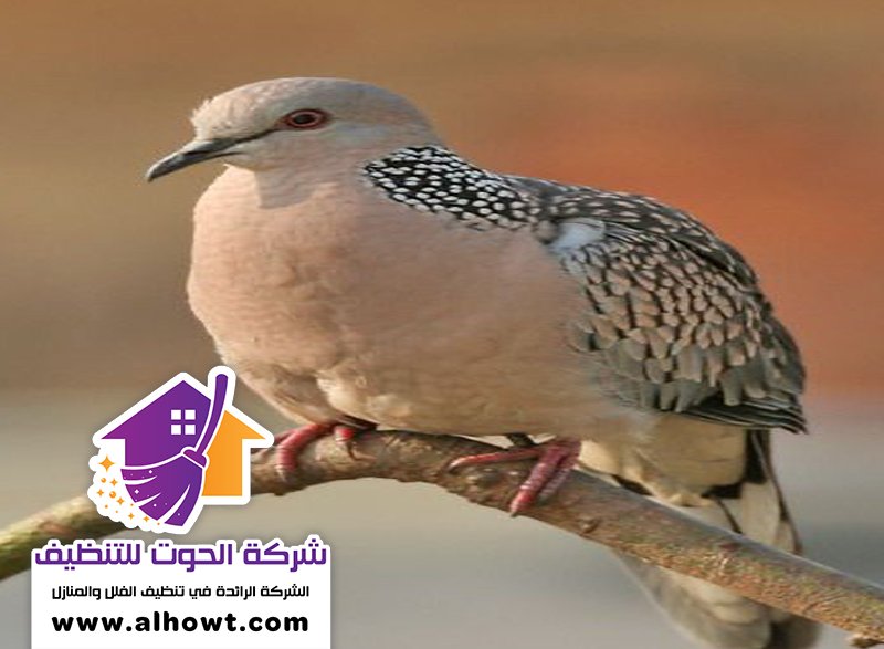 مكافحة الحمام في الفجيرة مكافحة الحمام في الفجيرة