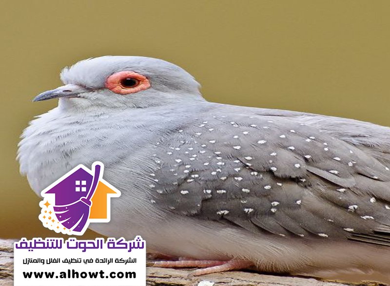 مكافحة الحمام في رأس الخيمة مكافحة الحمام في رأس الخيمة