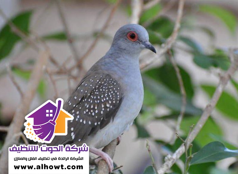 مكافحة الحمام في رأس الخيمة مكافحة الحمام في رأس الخيمة