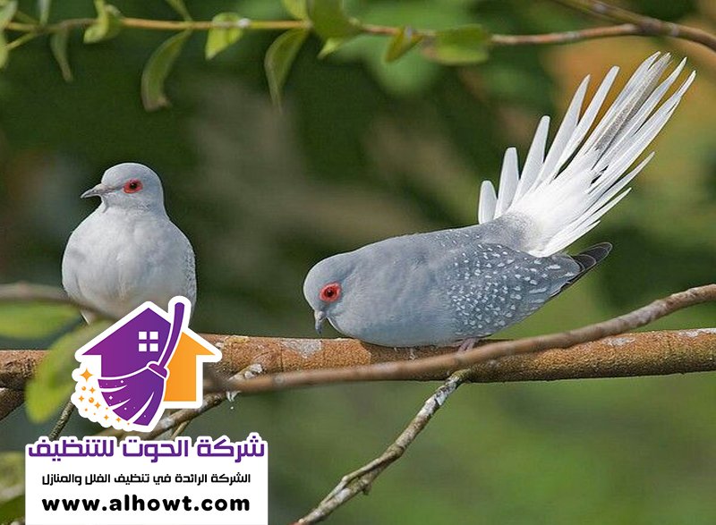 مكافحة الحمام في رأس الخيمة مكافحة الحمام في رأس الخيمة