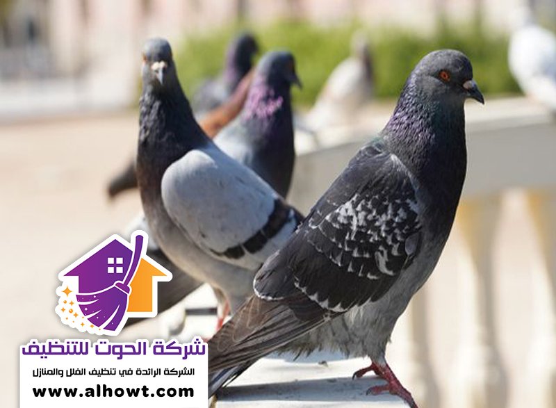 مكافحة الحمام في عجمان مكافحة الحمام في عجمان