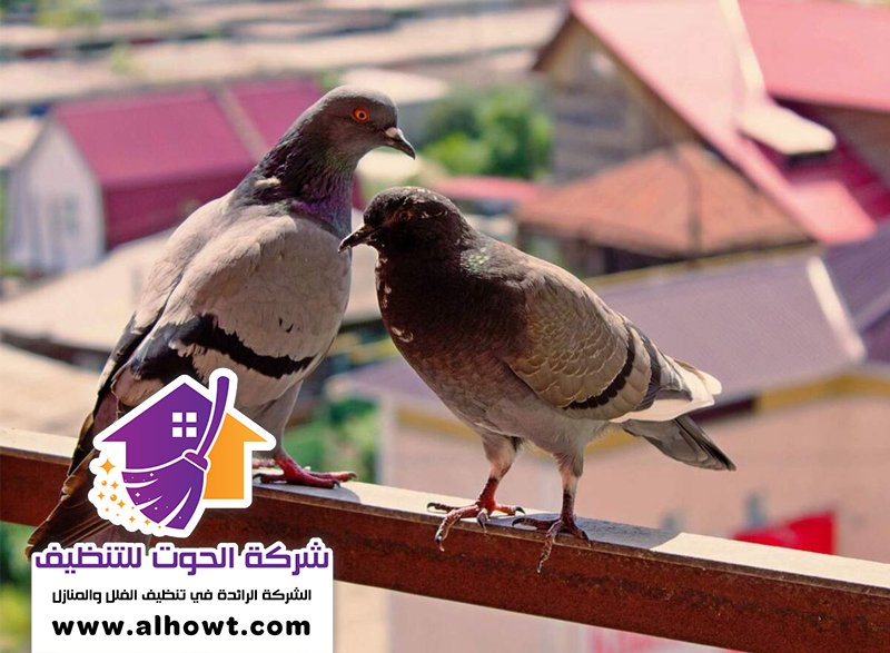 مكافحة الحمام في عجمان مكافحة الحمام في عجمان