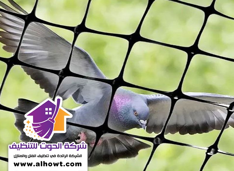 مكافحة الحمام في الشارقة مكافحة الحمام في الشارقة