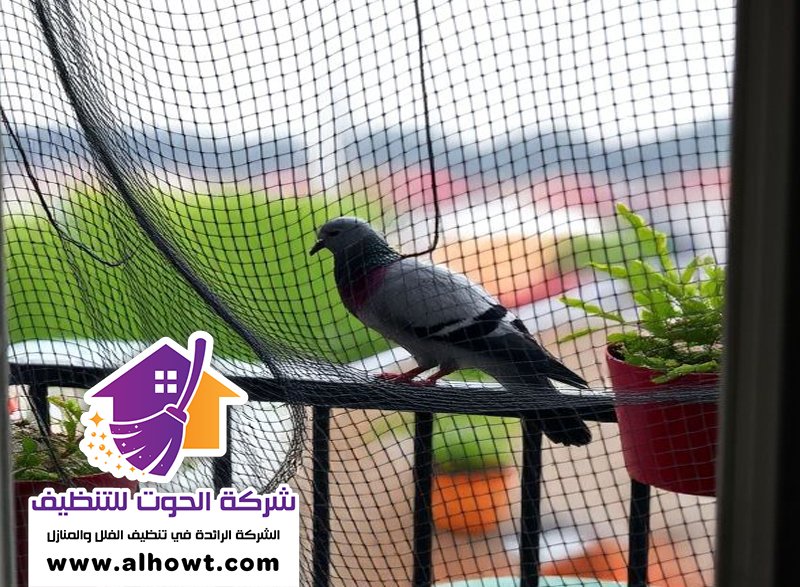 مكافحة الحمام في الشارقة مكافحة الحمام في الشارقة