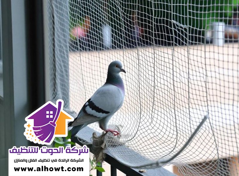 مكافحة الحمام في الشارقة مكافحة الحمام في الشارقة
