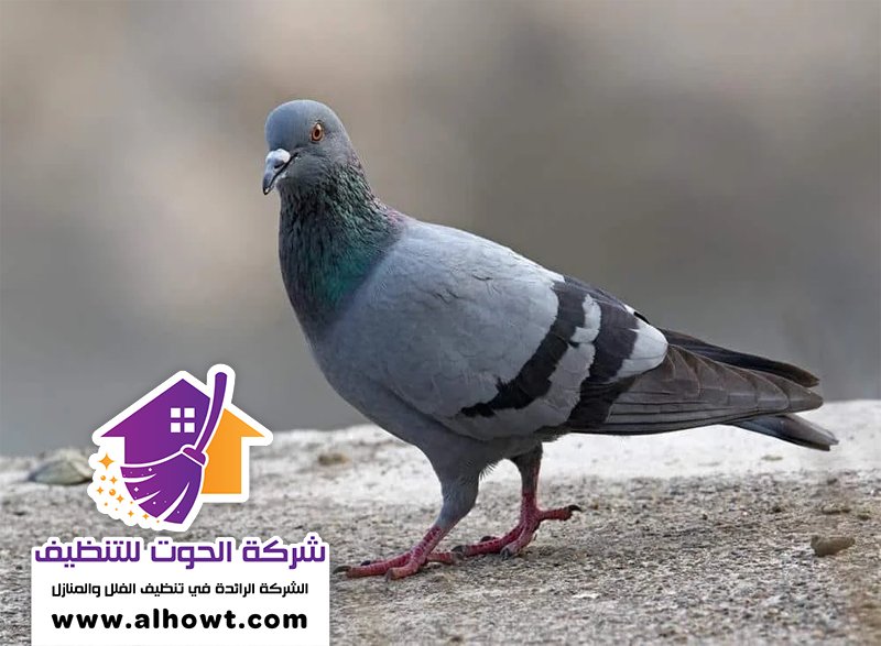مكافحة الحمام في دبي مكافحة الحمام في دبي