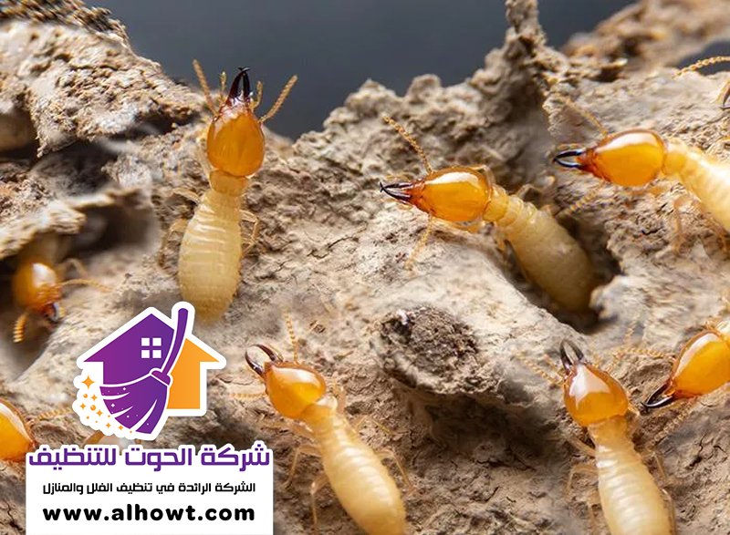شركة مكافحة الرمة في دبي شركة مكافحة الرمة في دبي